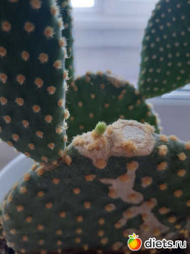 у меня радость. лопушок после обезглавливания первый раз дал росточки., альбом: Оранжерея-2022/2023