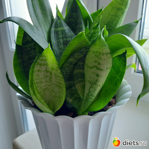 39 фото: Оранжерея-2022/2023