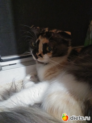 39 фото: Котики