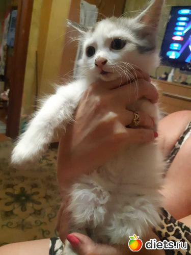 42 фото: Котики