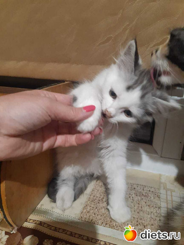 43 фото: Котики