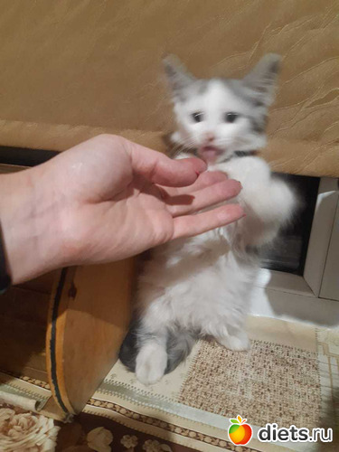 44 фото: Котики