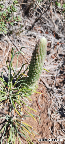 и на камнях растут какутсы, альбом: Лето 20 и 22/ Селетинские каньоны. 22.08.20/14.07.22
