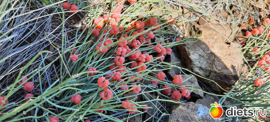 чтой-то там растёт интересное, альбом: Лето 20 и 22/ Селетинские каньоны. 22.08.20/14.07.22