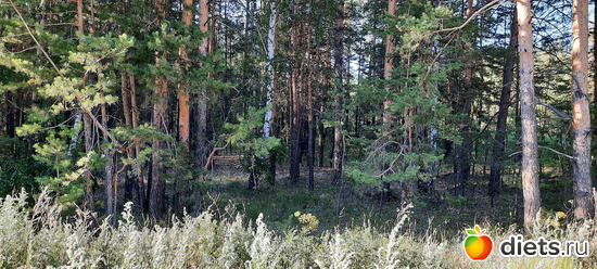на обратном пути заехали в лес, альбом: Лето 20 и 22/ Селетинские каньоны. 22.08.20/14.07.22