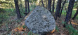 в лесу много камней