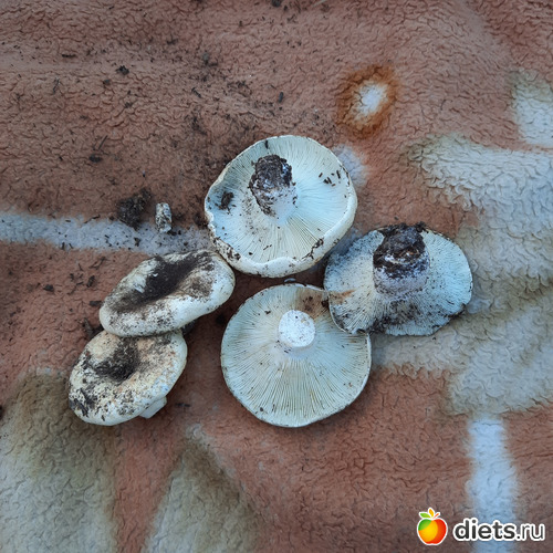 т.Оля собрала груздей, пока я стол накрывала))), альбом: Лето 20 и 22/ Селетинские каньоны. 22.08.20/14.07.22