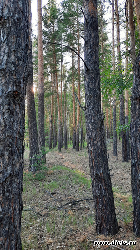 в лесу красиво очень, альбом: Лето 20 и 22/ Селетинские каньоны. 22.08.20/14.07.22