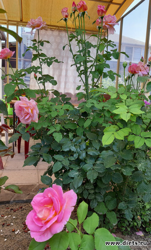 Прекрасная Тиффани!, альбом: Любимый сад