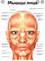 Фейсфитнес, массаж и расслабление лица 2