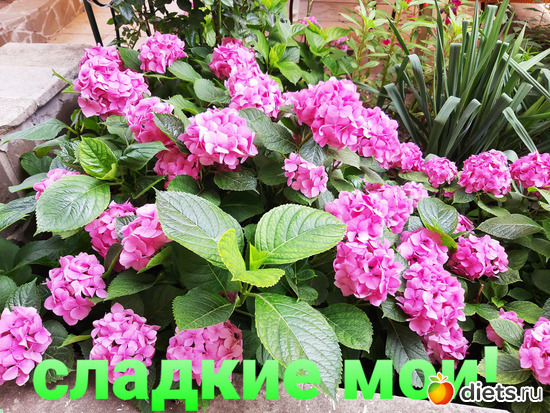 3 фото: Любимый сад