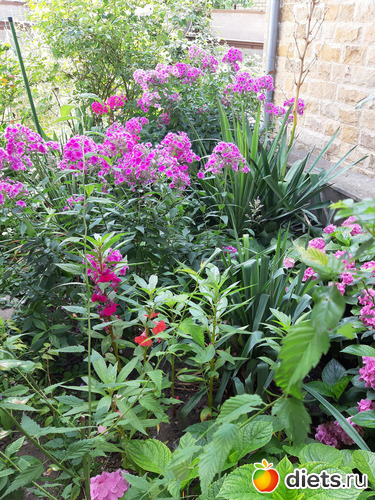 6 фото: Любимый сад