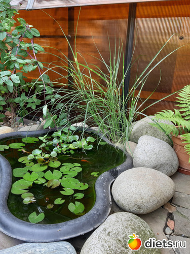 И конечно же жильцы -2 лягушки и 5 рыбок, альбом: Любимый сад