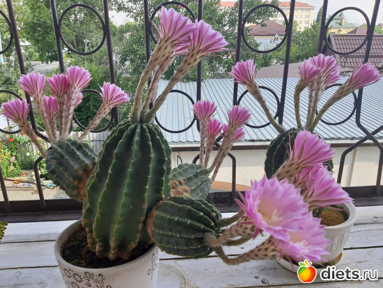 10 фото: Любимый сад