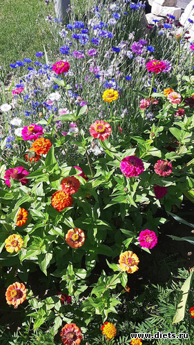 11 фото: Любимый сад
