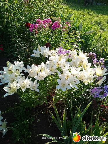 3 фото: Дача-огород.