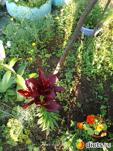 4 фото: Дача-огород.