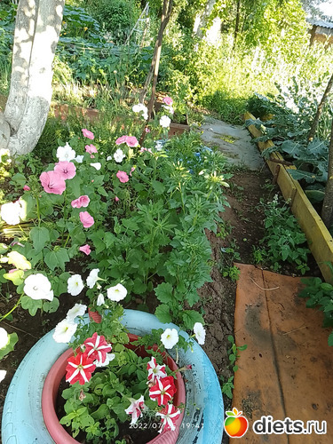 5 фото: Дача-огород.