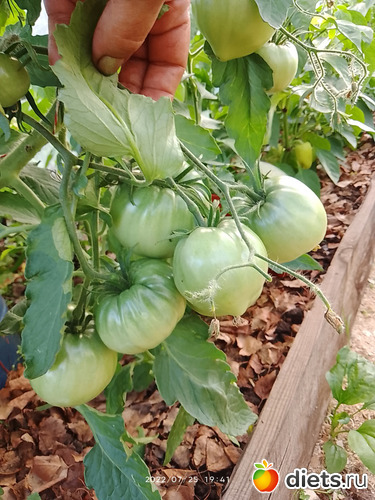 6 фото: Дача-огород.