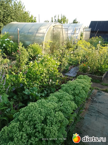 9 фото: Дача-огород.