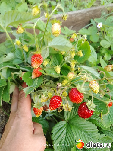 10 фото: Дача-огород.