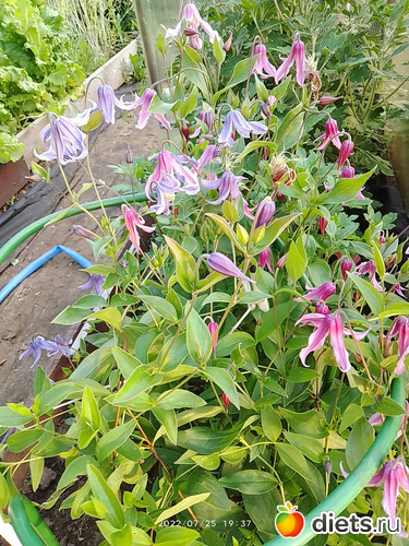 11 фото: Дача-огород.