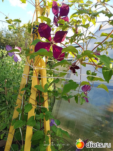 12 фото: Дача-огород.