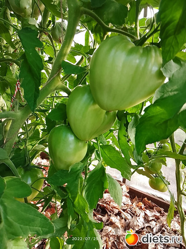 15 фото: Дача-огород.