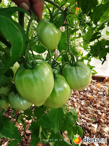 16 фото: Дача-огород.