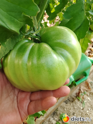 17 фото: Дача-огород.