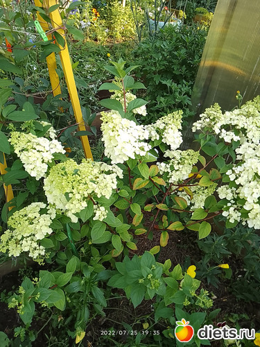 19 фото: Дача-огород.