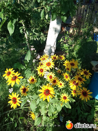 20 фото: Дача-огород.