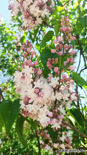 277 фото: Погода