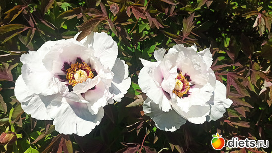 282 фото: Погода