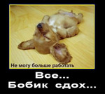 Нет зажорам! 09-11.06.2022. Бобик сдох