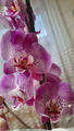 подарила Еве красивую орхидею