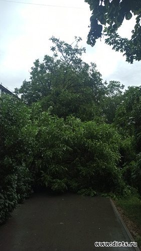 319 фото: Погода