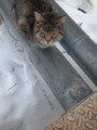 красапчик