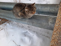 ругаецца