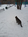натюрморт: зима и кот