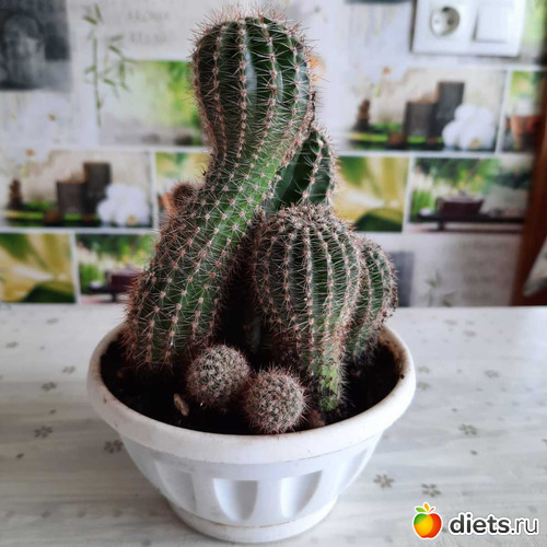 пересаживала кактусят (упали-собирала в кучку), альбом: Оранжерея-2022/2023