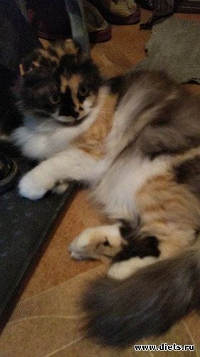 Буся февраль 2022, альбом: Котики