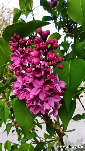 253 фото: Погода