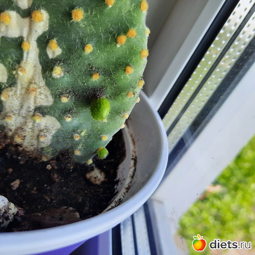 и пумпочками))), альбом: Оранжерея-2022/2023