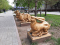 а у зайцев бывают такие длинные ноги????