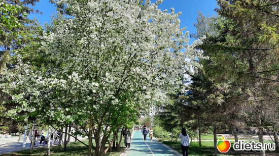 один раз в год сады цветууут, альбом: Нур-Султан 2022. Весна/лето