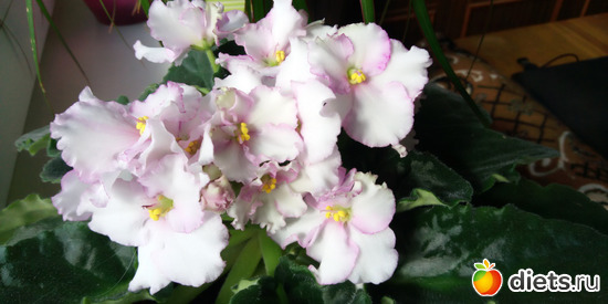 1 фото: Просто Фото