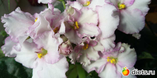 2 фото: Просто Фото