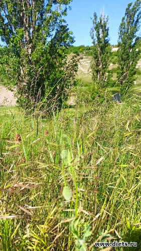 273 фото: Погода