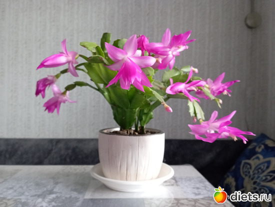 61 : 100  &quot; &quot;